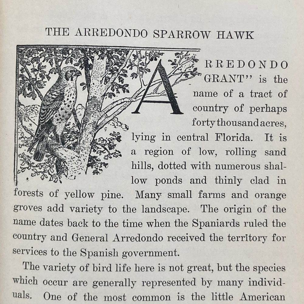 1929 Stories of Bird Life Pearson Animals Audubon Preservation Birds Birdwatcher - Picture 9 of 16